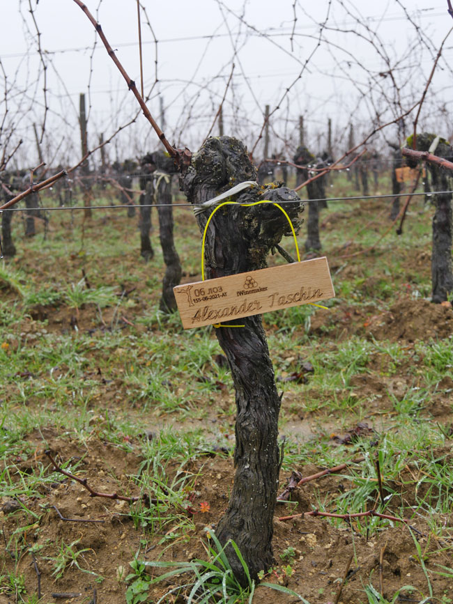 Виноградник на урожай